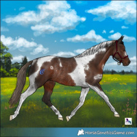 Horse Color:Liver Chestnut Tobiano Rabicano 