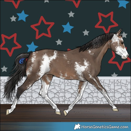 Horse Color:Brown Dun Sabino 