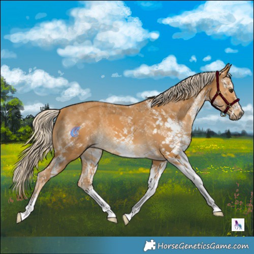 Horse Color:White Spotted Palomino 