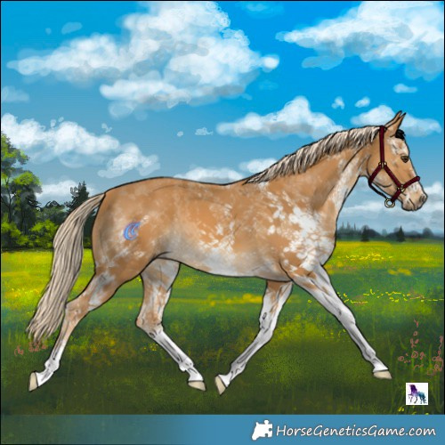 Horse Color:White Spotted Palomino