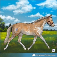 Horse Color:White Spotted Palomino