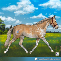 Horse Color:White Spotted Palomino 