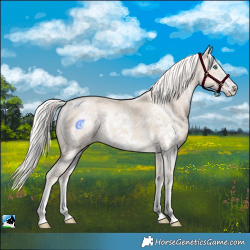 Horse Color:Cremello Mushroom Sabino 