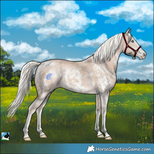 Horse Color:Cremello Mushroom Sabino