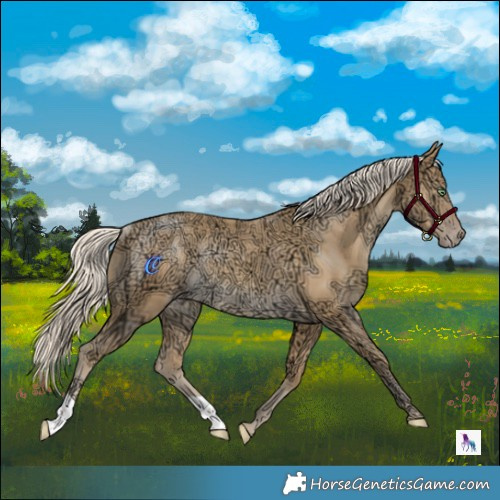 Horse Color:Gold Cream Champagne Ice Rabicano 