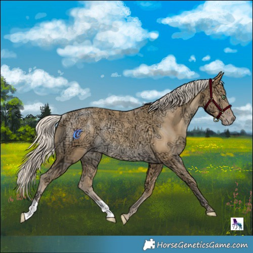 Horse Color:Gold Cream Champagne Ice Rabicano 