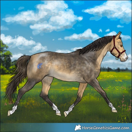Horse Color:Buckskin Mushroom 