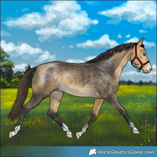 Horse Color:Buckskin Mushroom