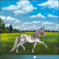 Horse Color:Gray Silver Brown Sabino Tobiano Rabicano 