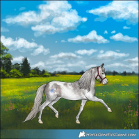 Horse Color:Gray Silver Brown Sabino Tobiano Rabicano 
