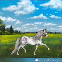 Horse Color:Gray Silver Brown Sabino Tobiano Rabicano 