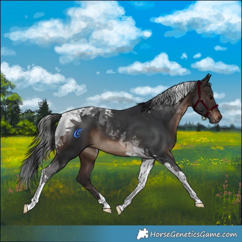 Horse Color:Brown Tobiano 