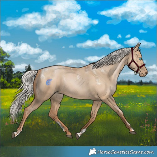 Horse Color:Powder White Silver Grullo Pearl Rabicano 