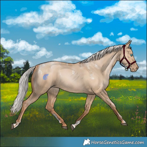 Horse Color:Powder White Silver Grullo Pearl Rabicano 