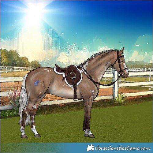 Horse Color:White Spotted Silver Brown Dun Rabicano