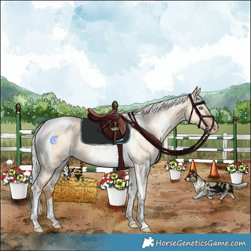 Horse Color:White Spotted Silver Amber Champagne Dun Tobiano Rabicano