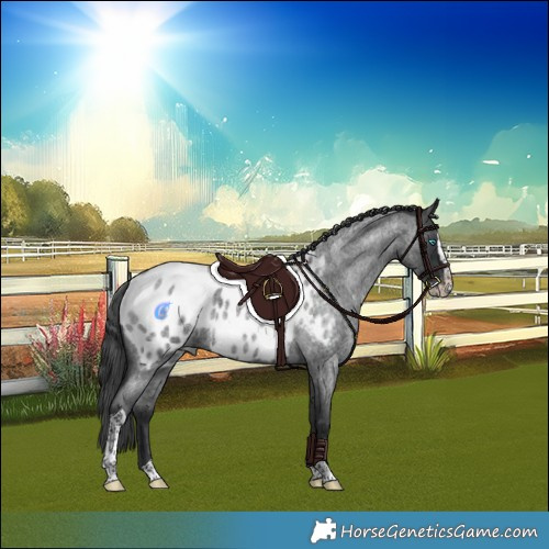 Horse Color:Blue Roan Splash Tobiano Appaloosa 