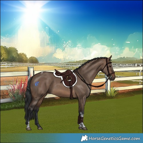 Horse Color:Brown Dun Tobiano