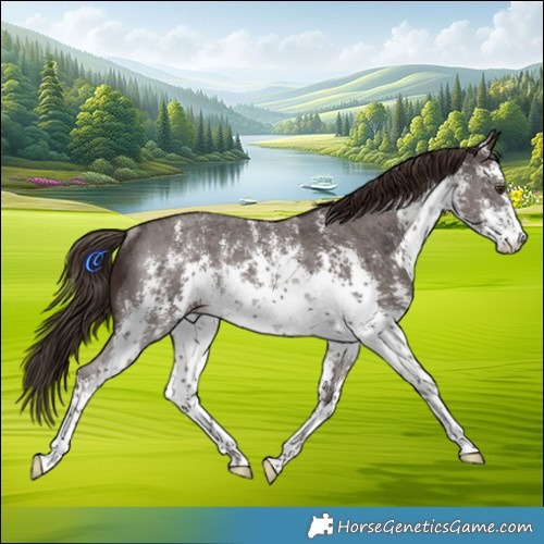 Horse Color:White Spotted Liver Chestnut Sabino Rabicano 
