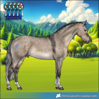 Horse Color:Brown Dun Merle Tobiano 