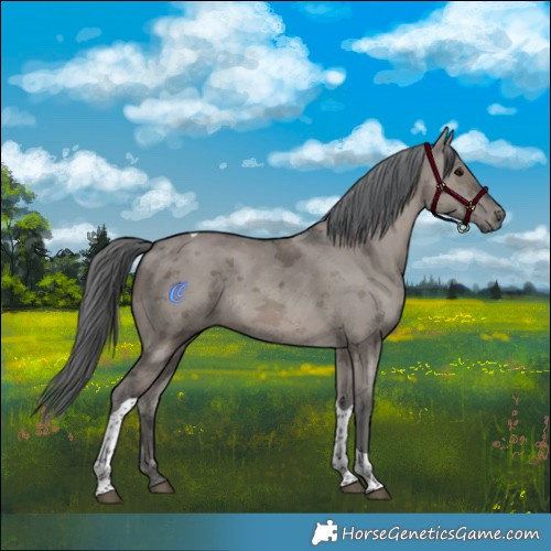 Horse Color:Grullo Merle Tobiano Rabicano 