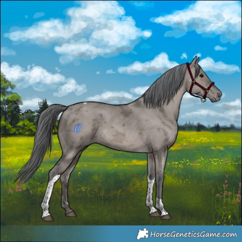 Horse Color:Grullo Merle Tobiano Rabicano