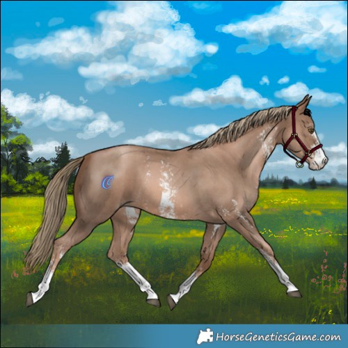 Horse Color:Liver Chestnut Pearl Sabino