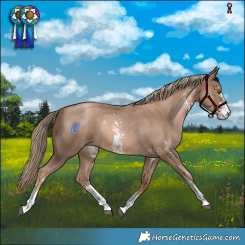 Horse Color:Liver Chestnut Pearl Sabino 
