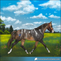 Horse Color:Powder White Buckskin Blanket 