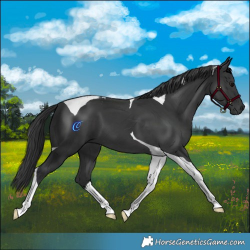 Horse Color:Black Tobiano 