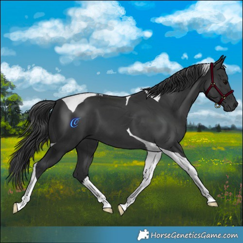 Horse Color:Black Tobiano