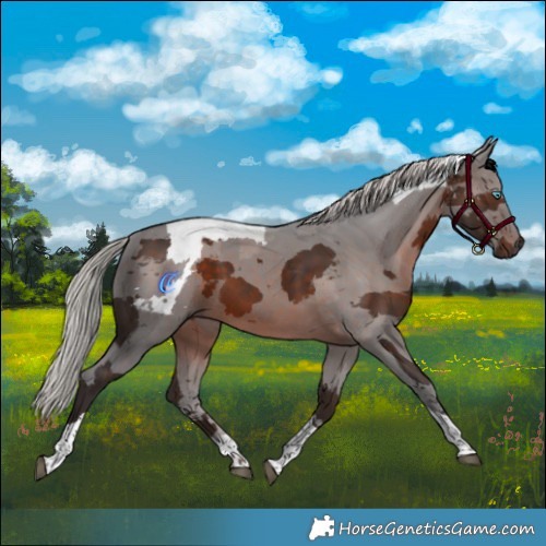 Horse Color:Silver Brown Merle Tobiano