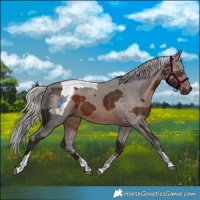 Horse Color:Silver Brown Merle Tobiano 