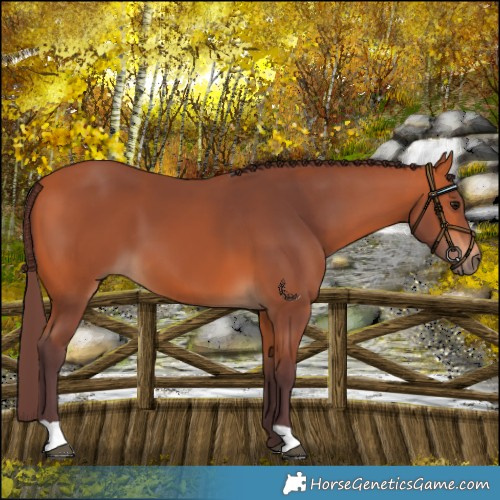 Horse Color:Chocolate Bay 