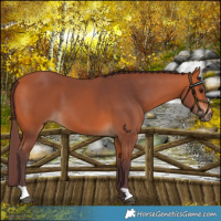 Horse Color:Chocolate Bay