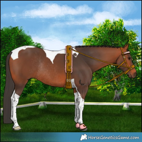 Horse Color:Bay Tobiano Rabicano 