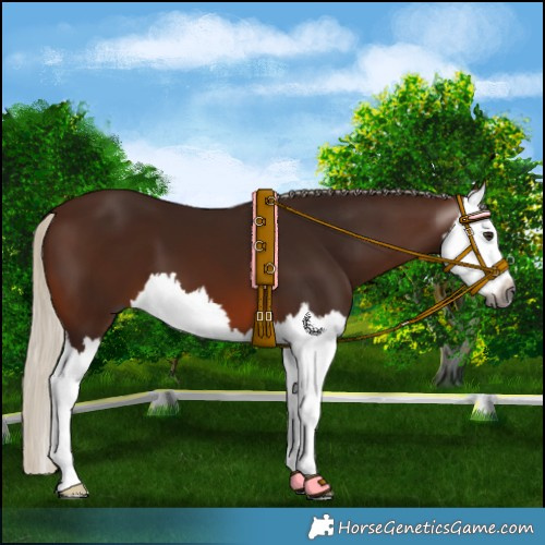 Horse Color:Gray Silver Brown Splash 