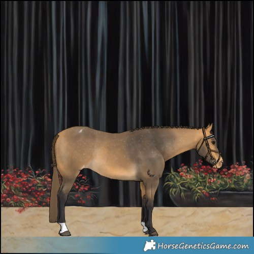 Horse Color:Buckskin Varnish Rabicano 