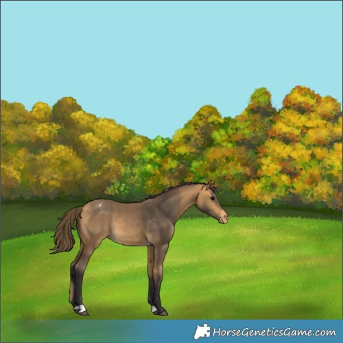 Horse Color:Buckskin Appaloosa Rabicano 