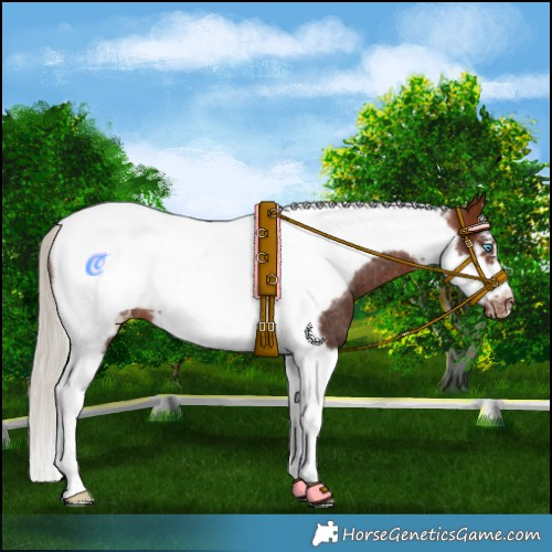 Horse Color:Silver Bay Tobiano Frame Blanket Rabicano 
