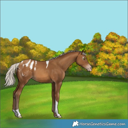 Horse Color:Gray Silver Amber Champagne Tobiano Appaloosa 
