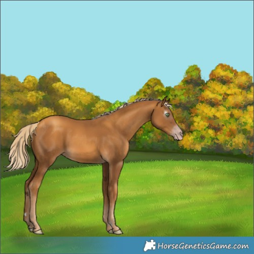Horse Color:Gray Gold Cream Champagne