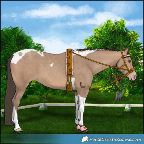 Horse Color:Sable Champagne Tobiano 