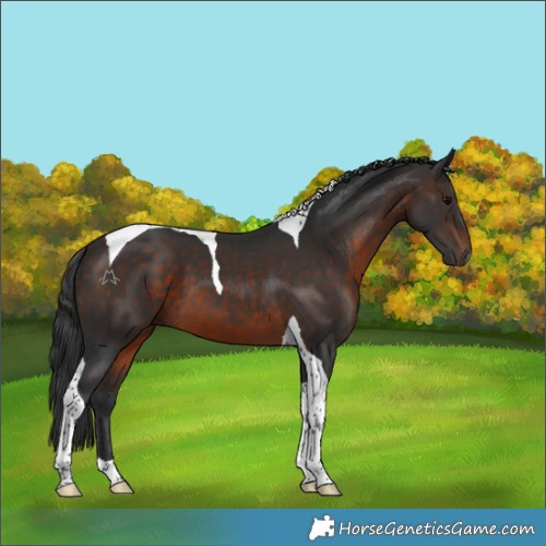 Horse Color:Brown Tobiano 