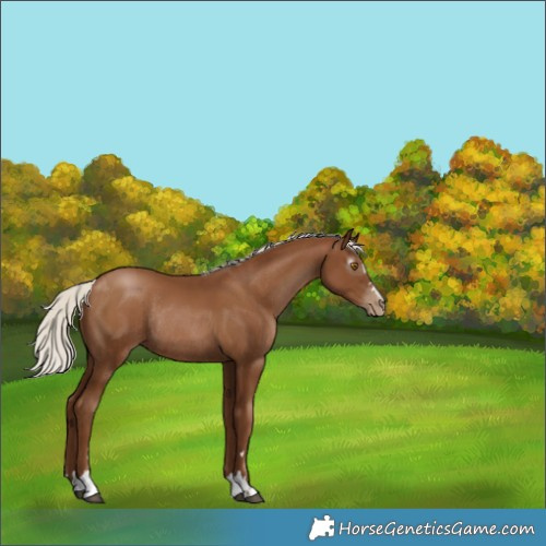 Horse Color:Gray Silver Black Pearl Rabicano 