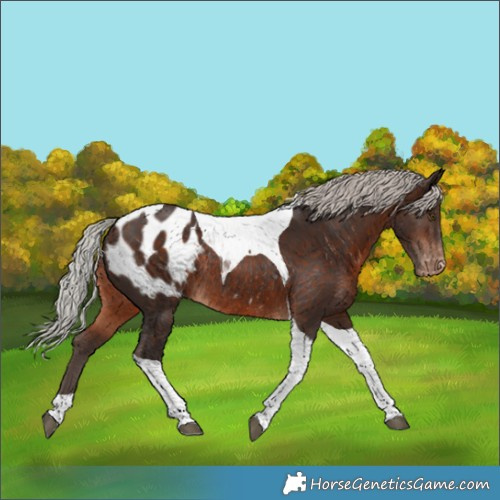 Horse Color:Silver Brown Tobiano Appaloosa Rabicano 