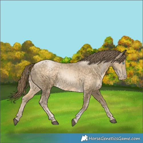 Horse Color:Buckskin Snowdrop Tobiano Rabicano 