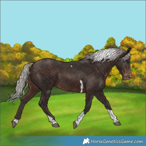 Horse Color:Silver Brown Tobiano Appaloosa Rabicano 