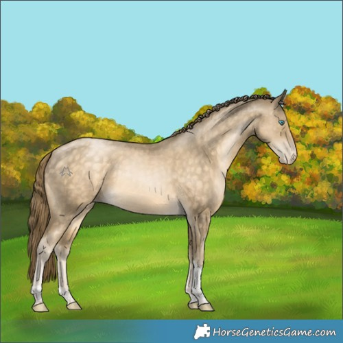 Horse Color:Buckskin Pearl Tobiano Appaloosa 