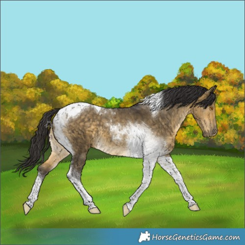 Horse Color:Buckskin Dun Tobiano 